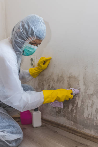 Best Real Estate Mold Inspection  in Sheridan, IN