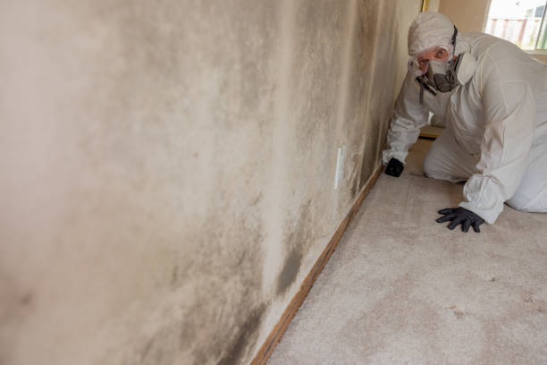 Best Forensic Mold Investigation  in Sheridan, IN
